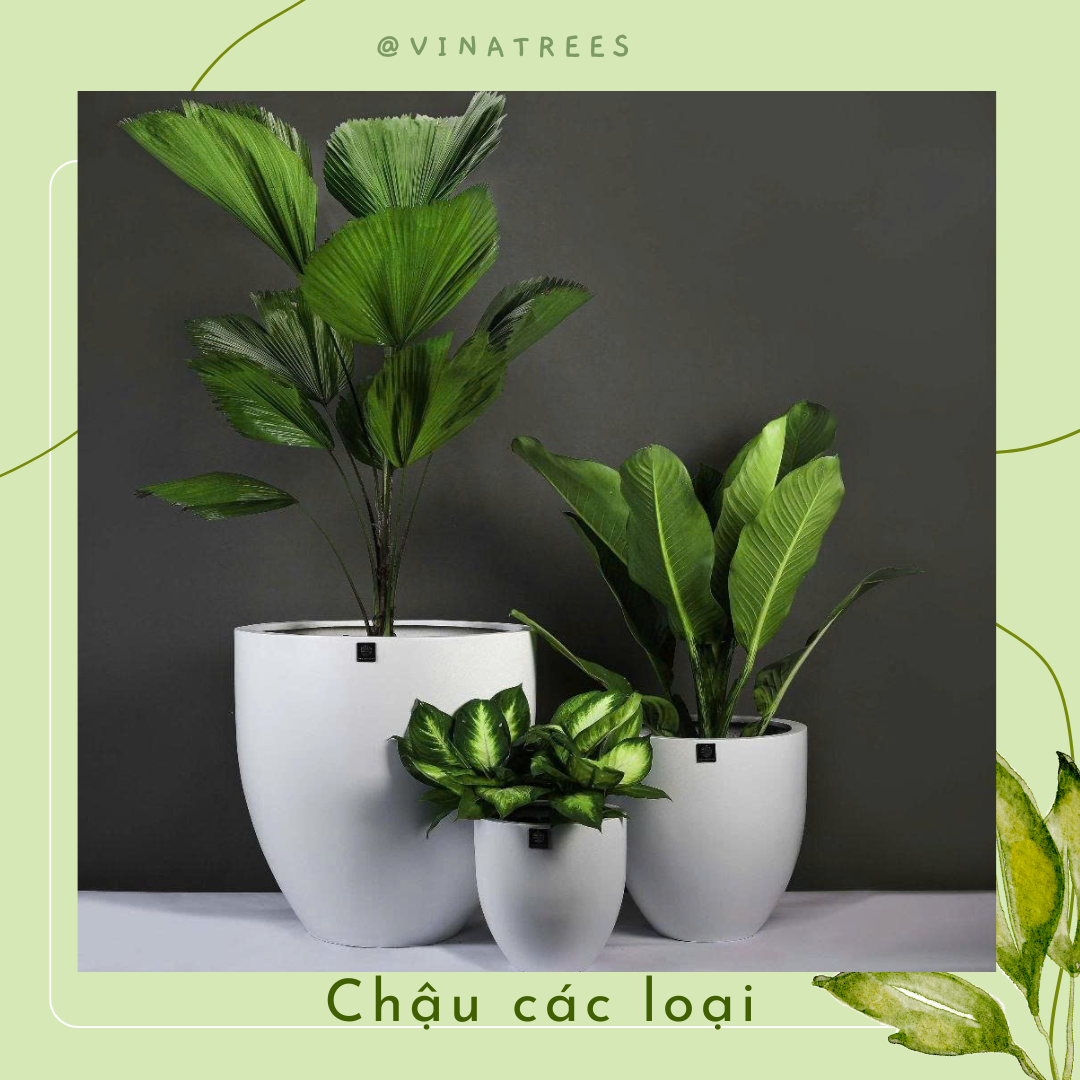 Chậu composite 1