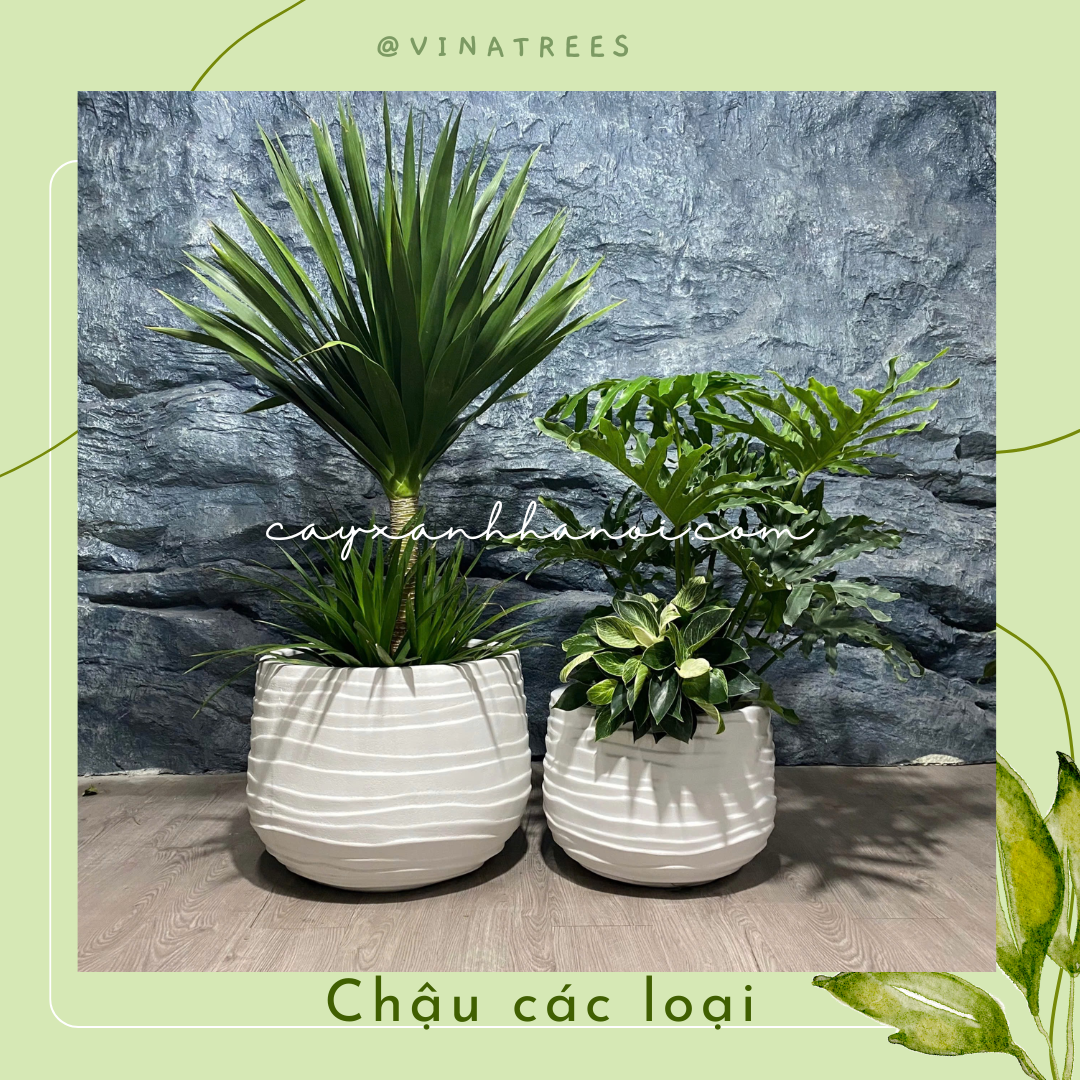Chậu composite 10