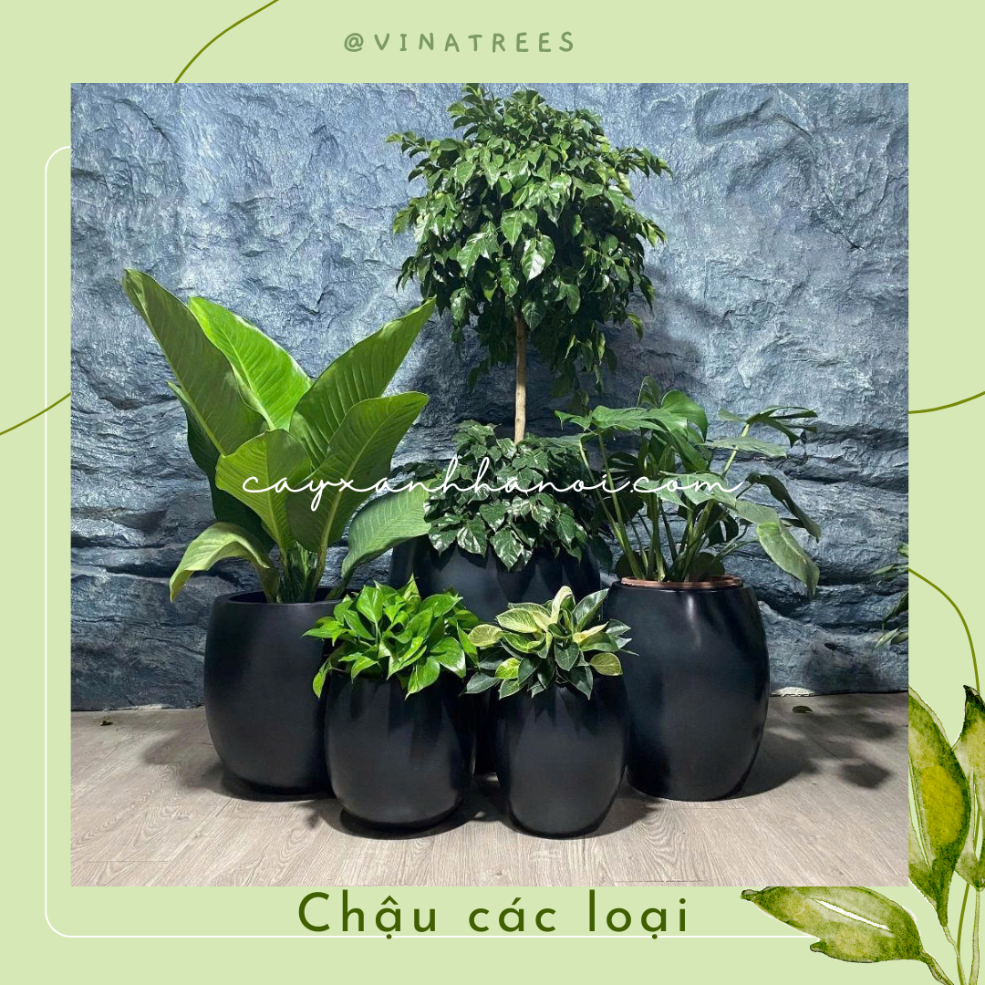 Chậu composite 11