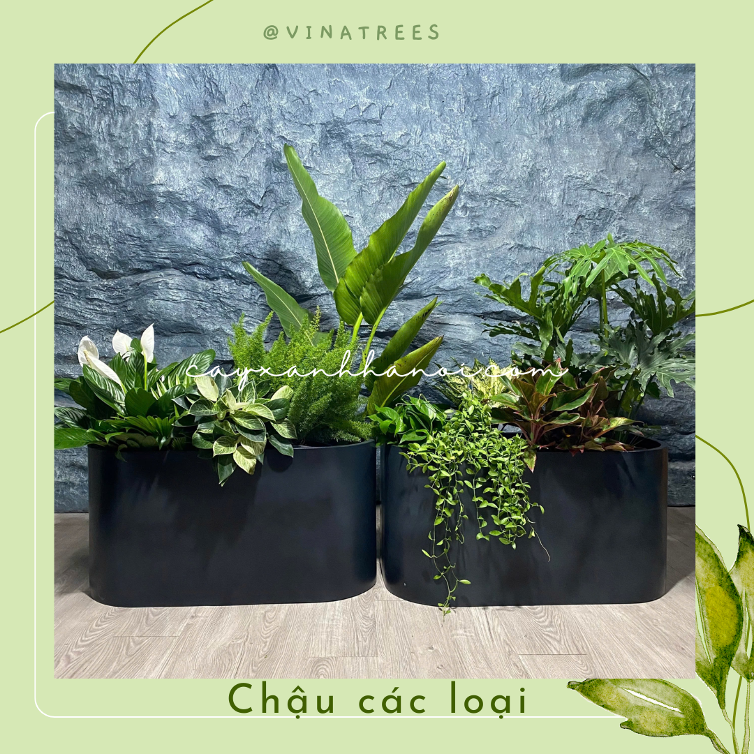 Chậu composite 3