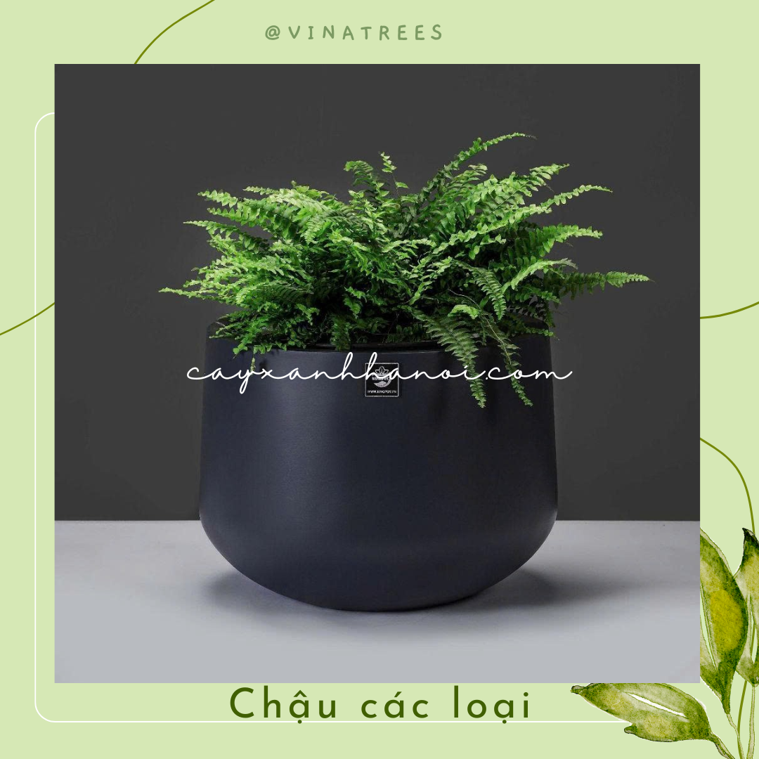 Chậu composite 4
