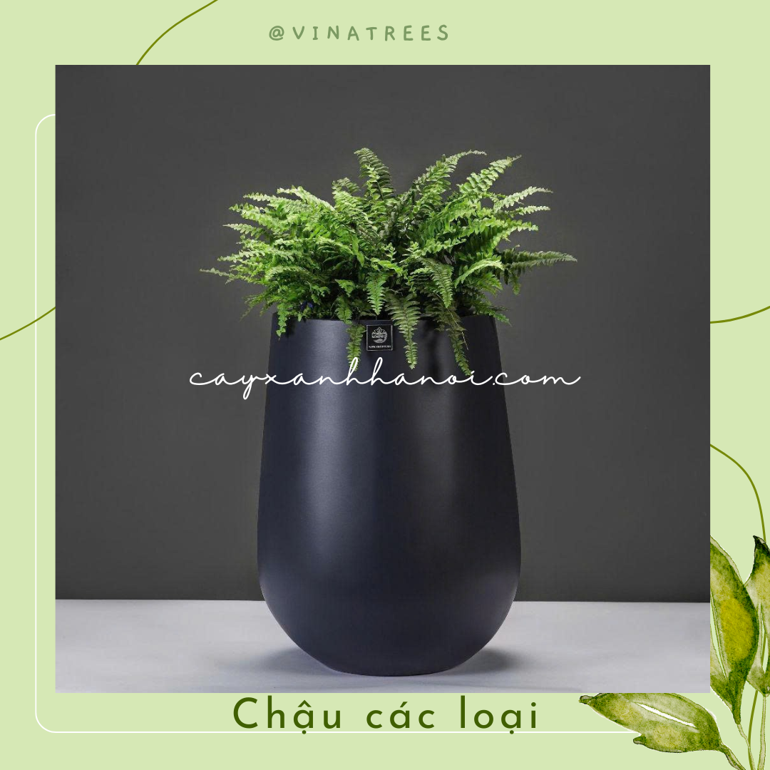 Chậu composite 5