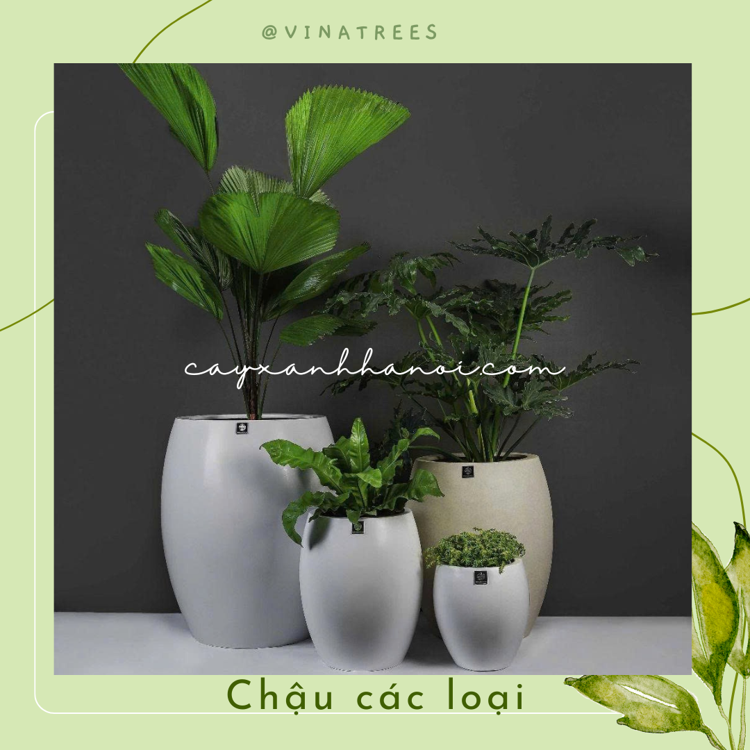 Chậu composite 6