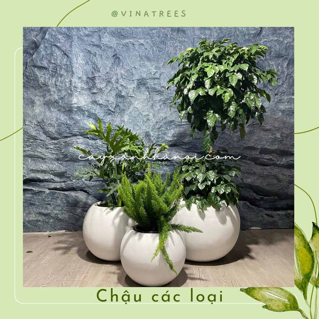 Chậu composite 7