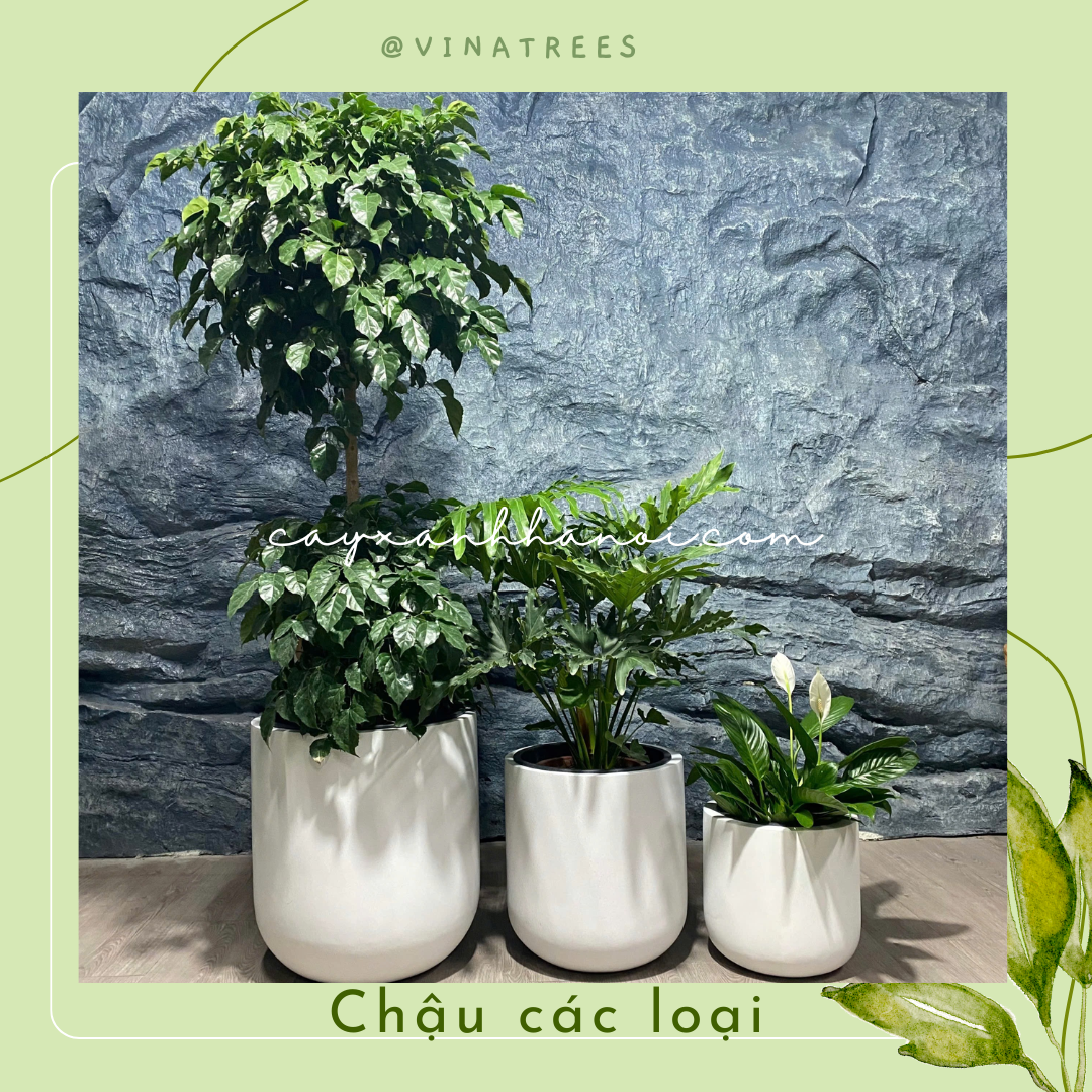 Chậu composite 8