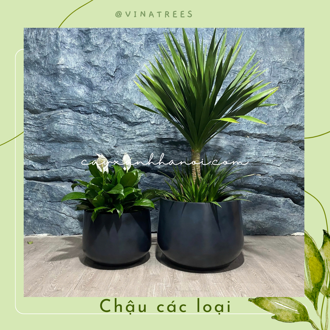 Chậu composite 9
