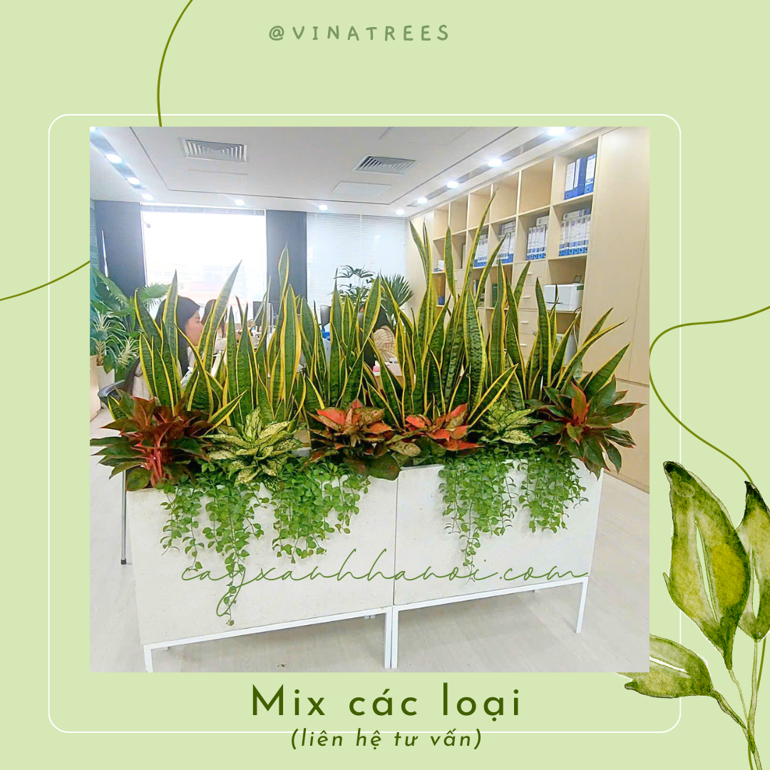 Mẫu cây Mix loại 9