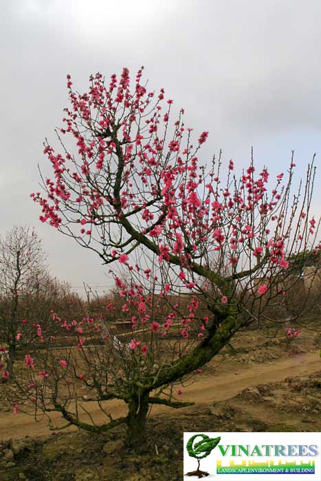 bán cây đào tết