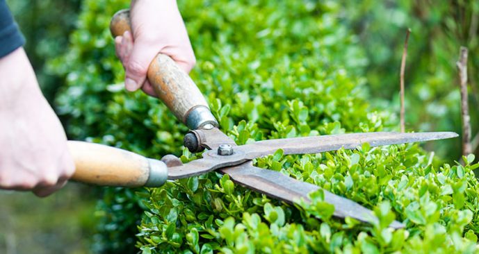 Cắt tỉa cây xanh sân vườn - Hướng dẫn chăm sóc sân vườn nhà bạn