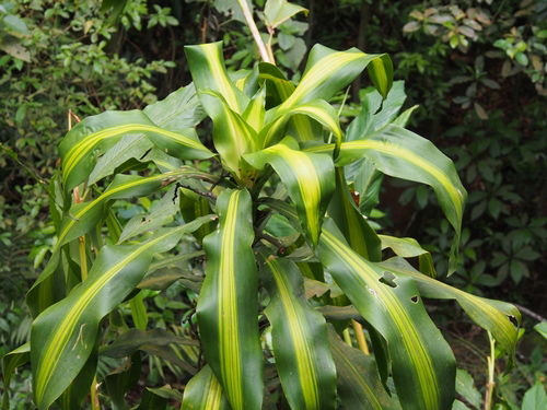 Thiết mộc lan (Cornstalk Draceana)