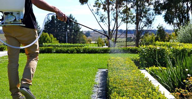 Chăm sóc sân vườn trong nhà bạn