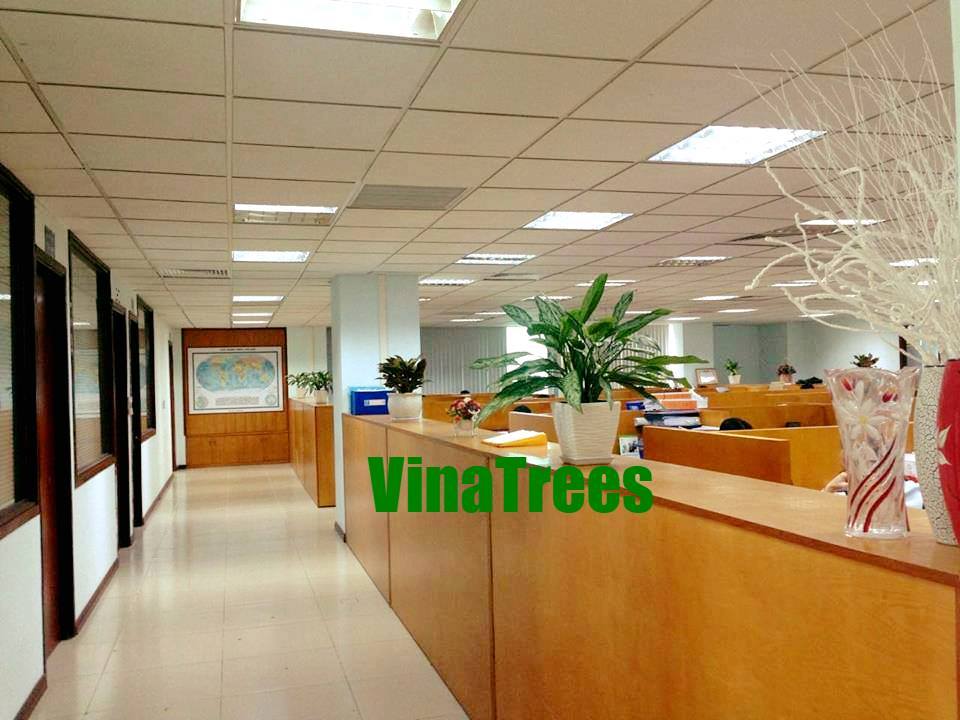 Cho thuê cây cảnh tại quận đống đa Hà Nọi - VinaTrees
