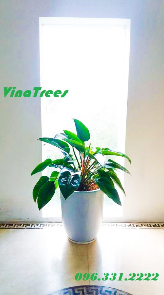 Dịch vụ cho thuê cây đế vương đỏ