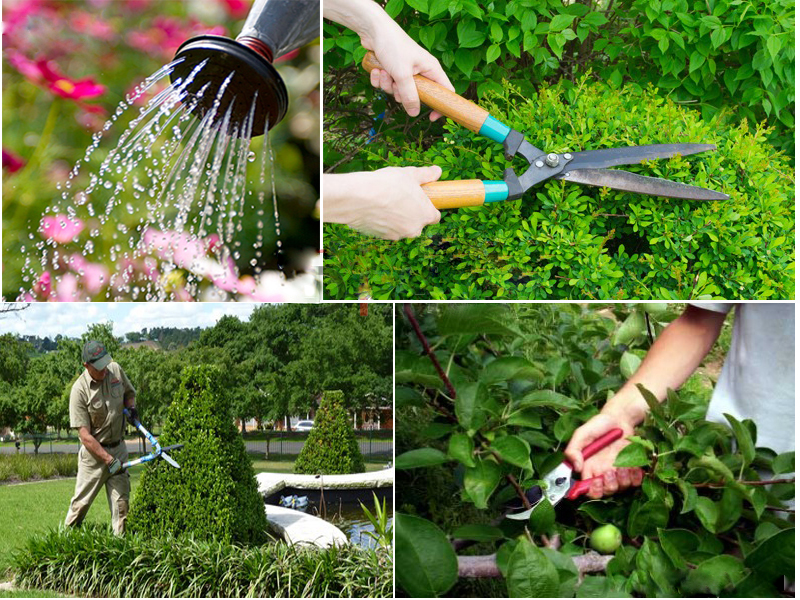 Dịch vụ duy tu, bảo trì, bảo dưỡng chăm sóc cây xanh cho sân vườn tại Hà Nội