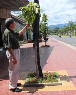 Mang màu xanh đến phố núi